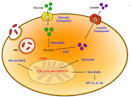 I'm noticing a lot that the guide is. Frontiers Host Directed Therapy In Tuberculosis Targeting Host Metabolism Immunology