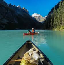 It is very easy to sensationalise something like this when it happens, but canoeing is a very safe sport. Tips For Canoeing Or Kayaking With Dogs Plan A Safe And Fun Adventure Kayaking With Dogs Kayaking Kayak Fishing Gear