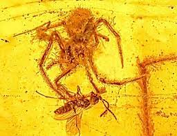 100 Million Year Old Spider Attack Frozen In Time Fosiles Prehistorico Fosil