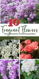 You simply scatter the seeds and watch them sprout! 10 Fragrant Flowers For A Heavenly Smelling Garden Garden Therapy