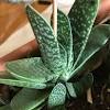 Gasteria bicolor (previously named gasteria obliqua or gasteria maculata) is a species of succulent flowering plant in the family asphodelaceae, native to the eastern cape, south africa description. 1