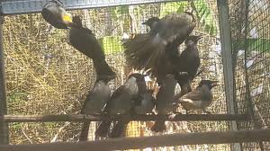 Www.ciri ciri burung u flamdboyan jantan. Burung Cucak Kelabu Nyerecet Kenceng Bekasi By Kumpulan Video Burung Berkicau