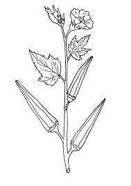 It grows in a temperate climate. Coloring Pages Lady Fingers Plant Coloring Page