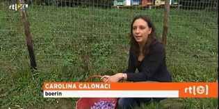 Image result for tv olandese