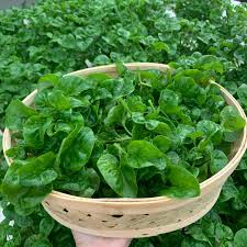 Hanya gunakan bayam brazil ( brazillian spinach ) sayuran yang boleh dijadikan salad. Alamanda Farm Home Facebook
