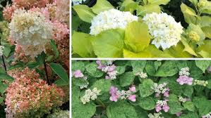 We did not find results for: Beautiful Hydrangeas For Every Garden Finegardening
