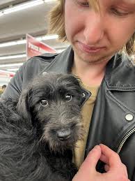 Kyle's adoption of a new dog