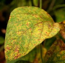 Os fungos nas plantas são um problema comum e surgem por diversas razões, desde a infestação de algum inseto (como o pulgão) até o excesso de água na rega. Doencas Nas Plantas Fique A Conhecer As Principais Agricultura E Mar Actual