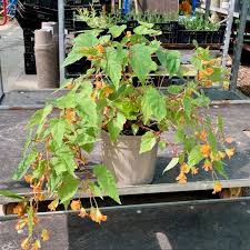 Image result for Begonia sutherlandii