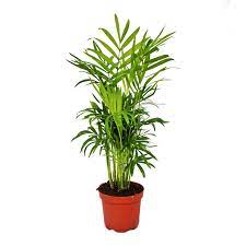 Your innocent cat may will eat you palm to shreds, until you find regurgitated sticky leaves all over your house and in the litter box. Chamaedorea Elegans Indoor Palm Neanthe Bella Palm Parlour Palm