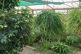 Image result for Rhipsalis baccifera