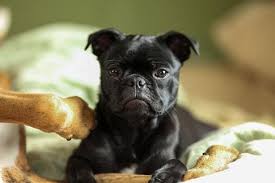 Classified as a designer hybrid, it is a cross between. French Bulldog Pug Mix Pros And Cons Of This Rare Designer Breed Frenchie World Shop