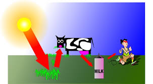 These ingredients are used to make storable sugars. Energy From The Sun Green Plants As Primary Food Producers Tomatosphere First The Seed Foundation