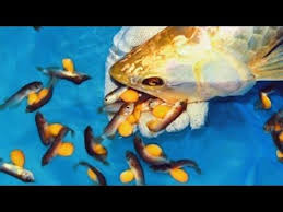 Pin On Animals Dogs Cats Birds Fish Etc Videos