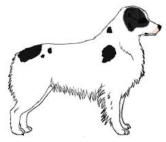 Australian shepherd black and white. Weiss Beim Australian Shepherd Australian Shepherd Aussie De