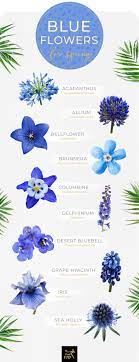 It makes her look like a lovely princess. 30 Types Of Blue Flowers Ftd Com