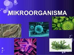 Pertumbuhan adalah pertambahan jumlah , ukuran dan volume sel yang irreversible.menekankan pada kwantitas. Mikroorganisma Tahun 6 Science Quiz Quizizz