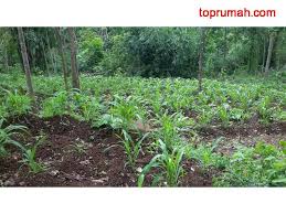 (tembalang) (sapen) sapen ungaran barat, mapagan, semarangsemarang, 60 m 2. Di Jual Tanah Daerah Nyatnyono Ungaran Semarang Semarang Kab Toprumah Com Jual Beli Rumah Tanah Ruko Pasang Iklan Gratis