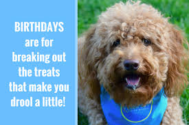 Happy birthday wishes funny grumpy can. 40 Fun Birthday Quotes From A Ridiculously Happy Birthday Dog