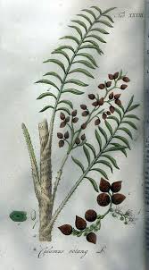 Image result for Calamus deerratus