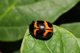 The exact pattern of orange and black varies among individuals. Swamp Milkweed Leaf Beetle Labidomera Clivicollis By Lisa Kimmerling Jungledragon