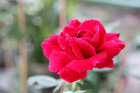 *if ordering multiple boxes at once, you will receive multiples of the same figurine. Red Rose Tree Flower Free Photo On Pixabay