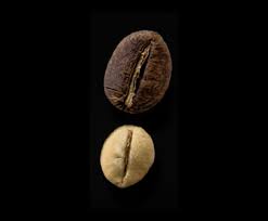 Image result for Coffea salvatrix
