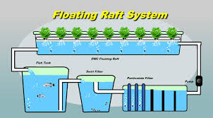 Fish Farming Revolution How Floating Raft Aquaponics System Works For A Long Time Floating Raft Aquaponics Was Shrouded In Mystery As Many People Tried To Penetrate Its Inner Secrets
