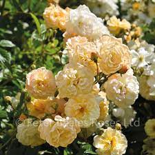 The branches are thornless and the foliage highly polished. Ghislaine De Feligonde Rambling Rose Peter Beales Roses The World Leaders In Shrub Climbing Rambling And Standard Classic Roses