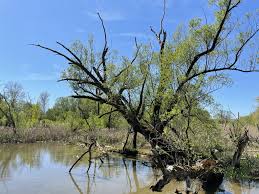 Österreichische commedy in originaler deutscher sprache von alexander bisenz. Pc8i8ks5vht2 M