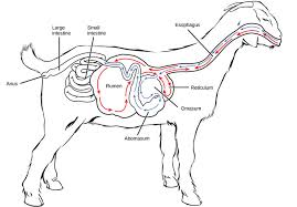 The body comprises several systems: Digestive Systems Boundless Biology