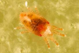 Just how many eggs does a spider lay? Identify And Control 7 Common Christmas Cactus Pests Gardener S Path