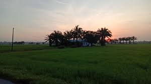 Padi padi berlokasi di jalan raya pakuhaji, kramat, kecamatan pakuhaji, tangerang, banten demikian ulasan padi padi di tangerang bisa dijadikan referensi wisata saat akhir pekan teman artikel rekomendasi. 20hb Febuari 2020 Sebuah Video Pendek Mpkk Kampung Eqsw