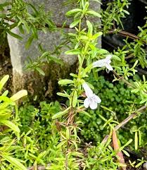 Image result for Satureja