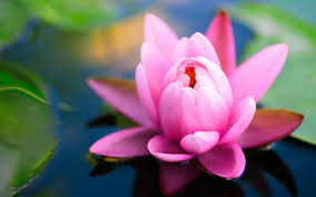 Peace Peace Peace On Twitter Beautiful Flowers Pictures Pink Flowers Wallpaper Pink Flowers Background