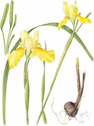 Image result for Strophanthus welwitschii