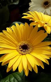Image result for Gerbera jamesonii
