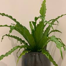 Image result for Asplenium angolense