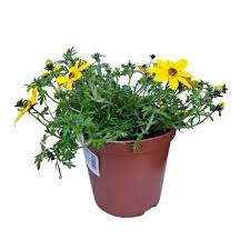 Image result for Bidens baumii