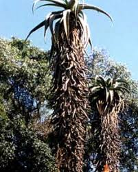 Image result for Aloe excelsa