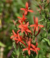 Image result for Acanthus