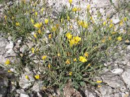 Image result for Dewildemania filifolia
