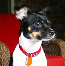 Black And White Rat Terrier Chihuahua Mix Beautiful Rat Terrier Chihuahua Mix I Hope To Adopt Her Name Is Mia Rat Terriers Chihuahua Mix Chihuahua
