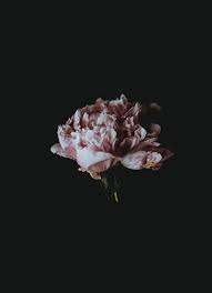 A Pale Pink Peony Flower Against A Black Background Flower Aesthetic Peony Wallpaper Dark Flowers