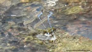 Las ninfas son carnívoras, comiendo. Caballitos Del Diablo Argia Serva Youtube