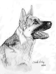 Pin By Andrea Vergara On Pintura Y Dibujo German Shepherd Art Dog Drawing Dog Art