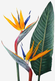 Abstract Bird Of Paradise Watercolor Strelitzia Gouache Coloredpencil Birds Of Paradise Flower Watercolor Flowers Flower Painting