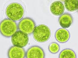 German collection of microorganisms and cell cultures gmbh research the research focus of the almost 100 scientists at the dsmz are the various aspects of biodiversity in prokaryotes & eukaryotes. Plant Tissue Cell Culture Supplies Propagation Growth Regulator Products For Your Lab