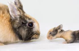 Newborn Baby Rabbits How To Pick Up And Handle Everything Rabbit