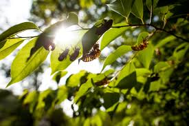 The dissection by cicada swarm, released 28 february 2021 1. Billions Yes Billions Of Brood X Cicadas Will Soon Emerge The New York Times
